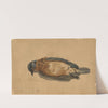 Dead Bird by John La Farge