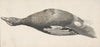Dead Duck (1685–1755)