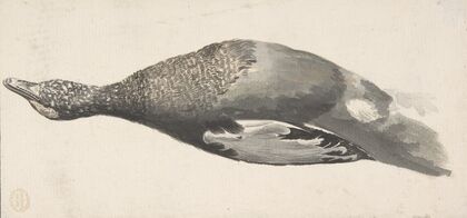 Dead Duck (1685–1755)