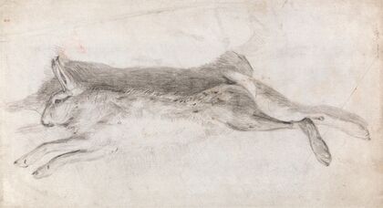 Dead Hare
