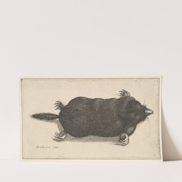 Dead Mole (1646) by Wenceslaus Hollar