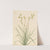 Deathcamas (Zygadenus elegans) (1917) by Mary Vaux Walcott