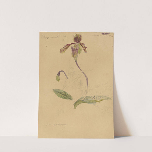 Deborah Griscom Passmore watercolor album Pl.70 (1911) by Deborah Griscom Passmore