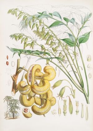 Decaisnea Insignis, H.f. et T. (1855)