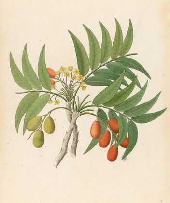 Decandria Mon. [Harpephyllum caffrum]