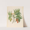 Decandria Mon. [Harpephyllum caffrum] by Clemenz Heinrich Wehdemann
