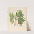 Decandria Mon. [Harpephyllum caffrum] by Clemenz Heinrich Wehdemann