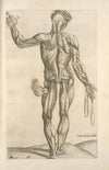 Decima musculorum tabula