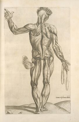 Decima musculorum tabula