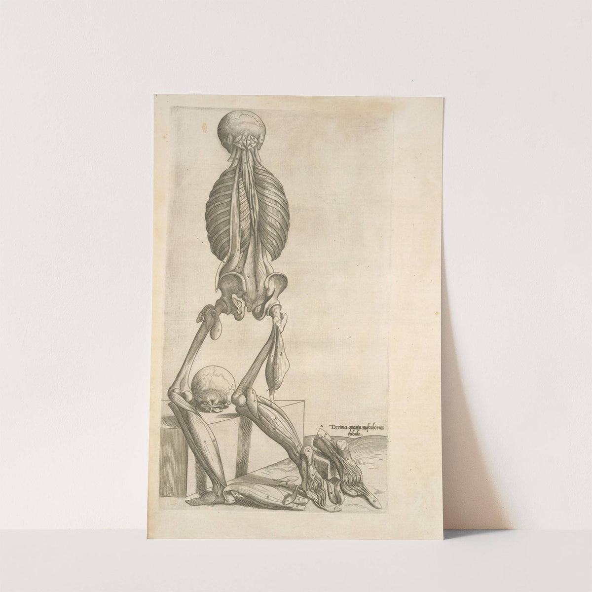 Decima quarta musculorum tabula by Thomas Geminus