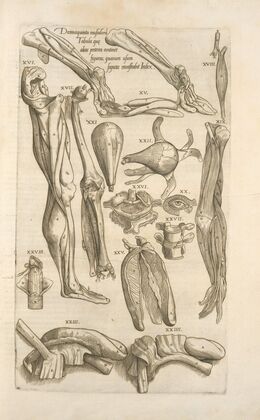 Decima quinta musculorum tabula quae preterea continet figuras