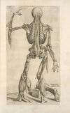 Decima tertia musculorum tabula