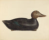 Decoy