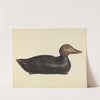 Decoy by Mina Lowry