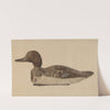 Decoy - Blue Winged Teal by Albert Geuppert