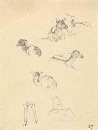 Deer