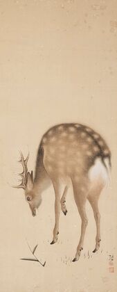 Deer