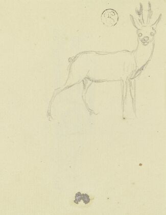 Deer
