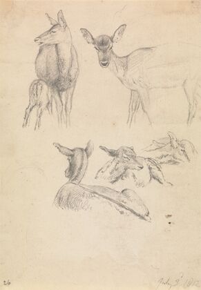 Deer and their Young