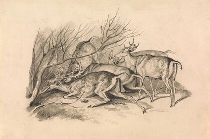 Deer Before a Thicket