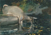 Deer Drinking
