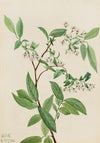 Pedicularis bracteosa (ca. 1917-1918)