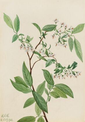 Pedicularis bracteosa (ca. 1917-1918)