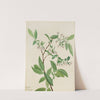 Deerberry (Polycodium stamineum) (1922) by Mary Vaux Walcott