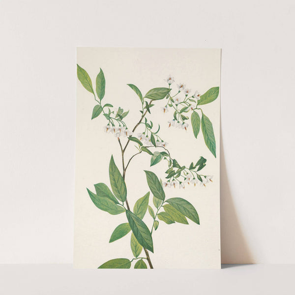 Deerberry. Polycodium stamineum (1925) by Mary Vaux Walcott