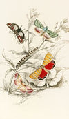 Deiopeia bella, Cydosia nobilitella, Chloridea Rhexiae