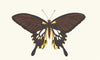 Deiphobus