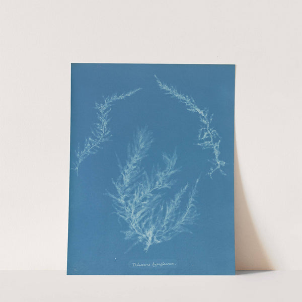 Delesseria hypoglossum. by Anna Atkins