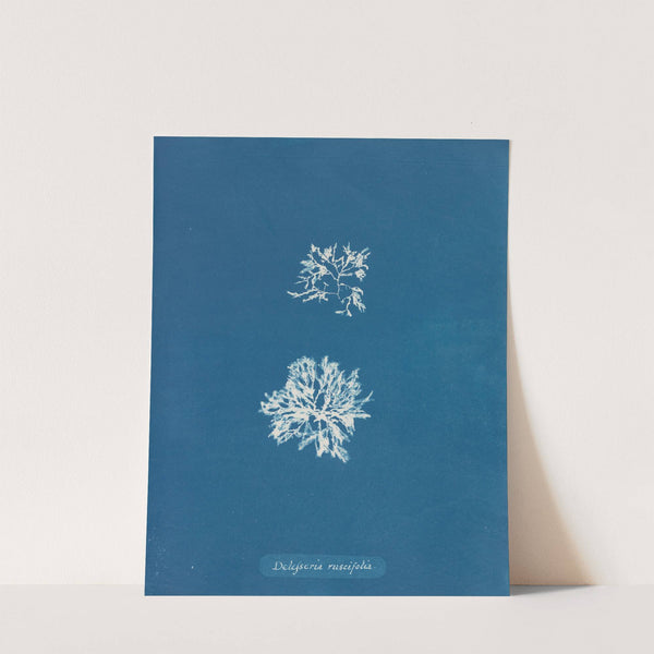 Delesseria ruscifolia by Anna Atkins