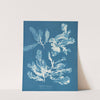 Delesseria sanguinea by Anna Atkins