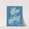 Delesseria Sinuosa va. ciliated margin a. in fruit by Anna Atkins