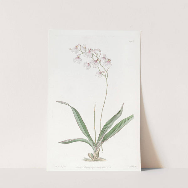 Delicate Ionopsis by Sydenham Edwards