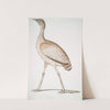 Delicious Bustard, Otis deliciosa. Female. by John Edward Gray