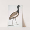 Delicious Bustard, Otis deliciosa. Male. by John Edward Gray