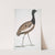 Delicious Bustard, Otis deliciosa. Male. by John Edward Gray