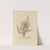 Delineations of exotick plants cultivated in the Royal gardens at Kew Pl.01 by Franz Andreas Bauer