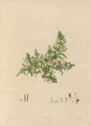Delineations of exotick plants cultivated in the Royal gardens at Kew Pl.02