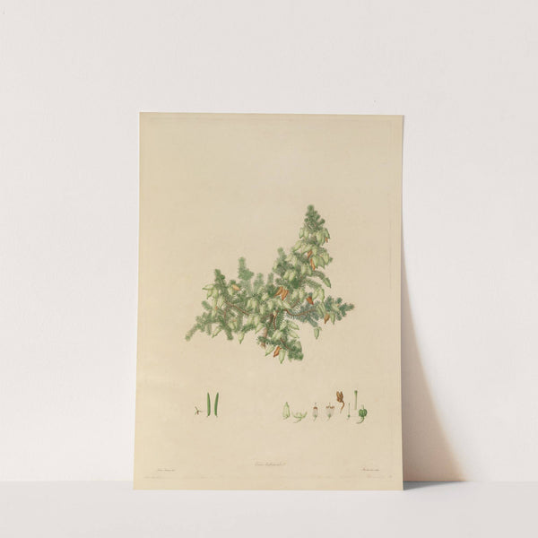 Delineations of exotick plants cultivated in the Royal gardens at Kew Pl.02 by Franz Andreas Bauer
