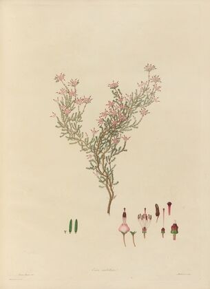 Delineations of exotick plants cultivated in the Royal gardens at Kew Pl.05