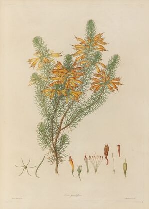 Delineations of exotick plants cultivated in the Royal gardens at Kew Pl.08