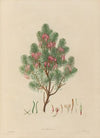 Delineations of exotick plants cultivated in the Royal gardens at Kew Pl.09