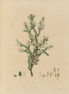 Delineations of exotick plants cultivated in the Royal gardens at Kew Pl.14