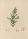 Delineations of exotick plants cultivated in the Royal gardens at Kew Pl.16