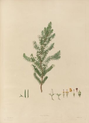 Delineations of exotick plants cultivated in the Royal gardens at Kew Pl.16