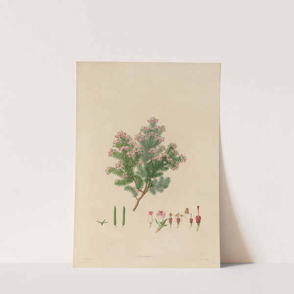 Delineations of exotick plants cultivated in the Royal gardens at Kew Pl.19 by Franz Andreas Bauer