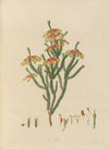 Delineations of exotick plants cultivated in the Royal gardens at Kew Pl.20